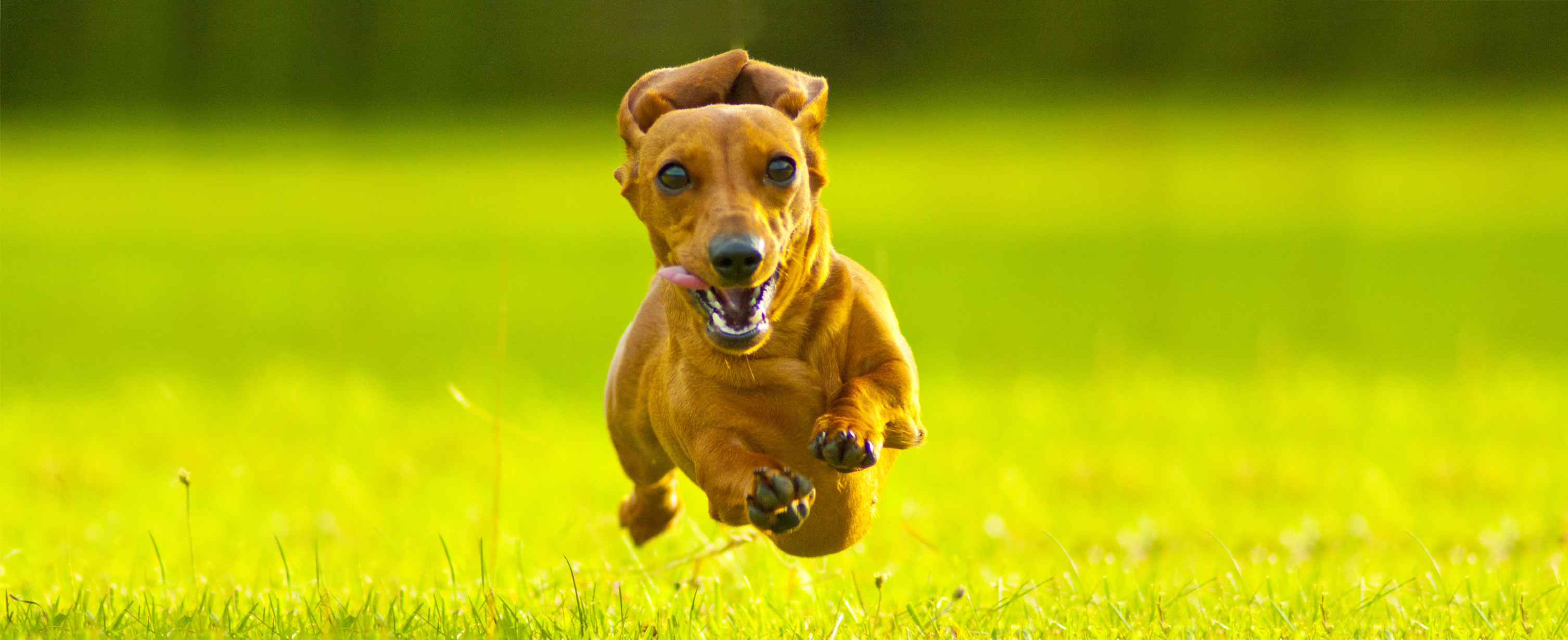 Home frandhamkennels.co.uk