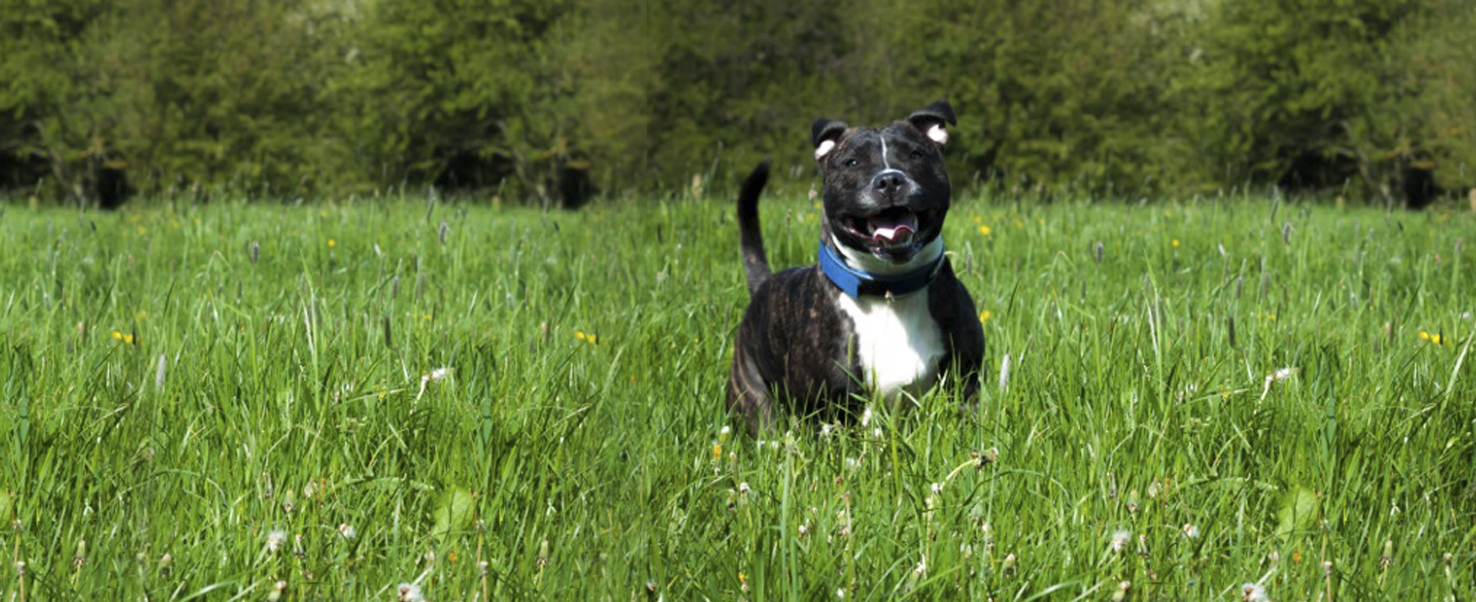 Home frandhamkennels.co.uk