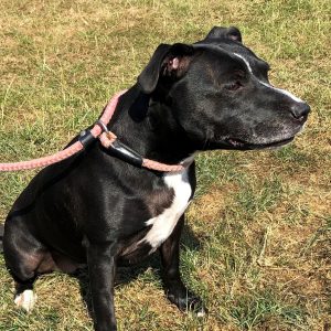 Dotty,Female Staffie. Approx 3 years old.Has been good with everything she has met so far. Is good on a harness and lead. Very affectionate and loving. Is very clean in her kennel.