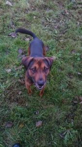 Trevor. Approx 3 year old male Beagle x Jack russell. Trevor has lived with another dog but can be temperamental with some dogs. He is a lively chap that enjoys a fuss. He is good on a harness and lead.