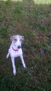 Trixie. Approx 8 month old female lurcher cross. Trixie has had a rough start to life so is a little timid of new people and situations but soon comes round. She is then a playful pup. She has been good with everything she has met so far and is good on the lead.