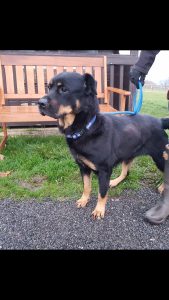 Cleo- 7 year old female, Rotti cross. Cleo is house trained and good on the lead. Cleo is good with quieter dogs. She has lived with older children.