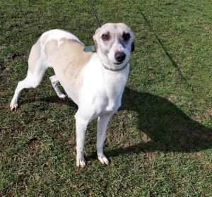Lola- Approx 1 year old, female whippet. Lola is full of energy and loves everyone she has met so far. Enjoys lots of fuss and a treat! Lola is lively and enjoys playing. Can be scatty on the lead to start with but settles once on the go.