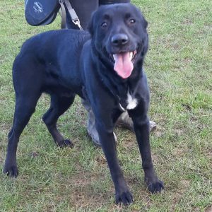 Oscar- Approx 9 month old, male Lab cross. Oscar needs an active home who can give him plenty of exercise and continue his training. He can be strong on the lead as wants to say hello to everyone and everything. He has been good with everyone he has met so far.