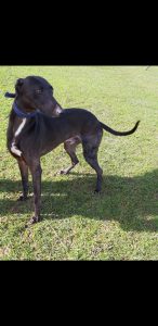 Harry- Approx 2 year old, male, small lurcher. Harry came in with little hair on his legs. His skin is now all clear and the hair is growing back. He is a lovely, lively chap. Has met the other dogs and was fine. Playful boy who enjoys interaction and exercise