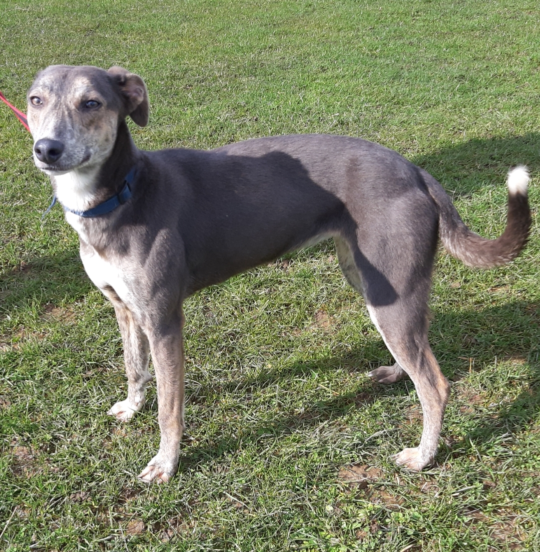 Whippet blue cheap