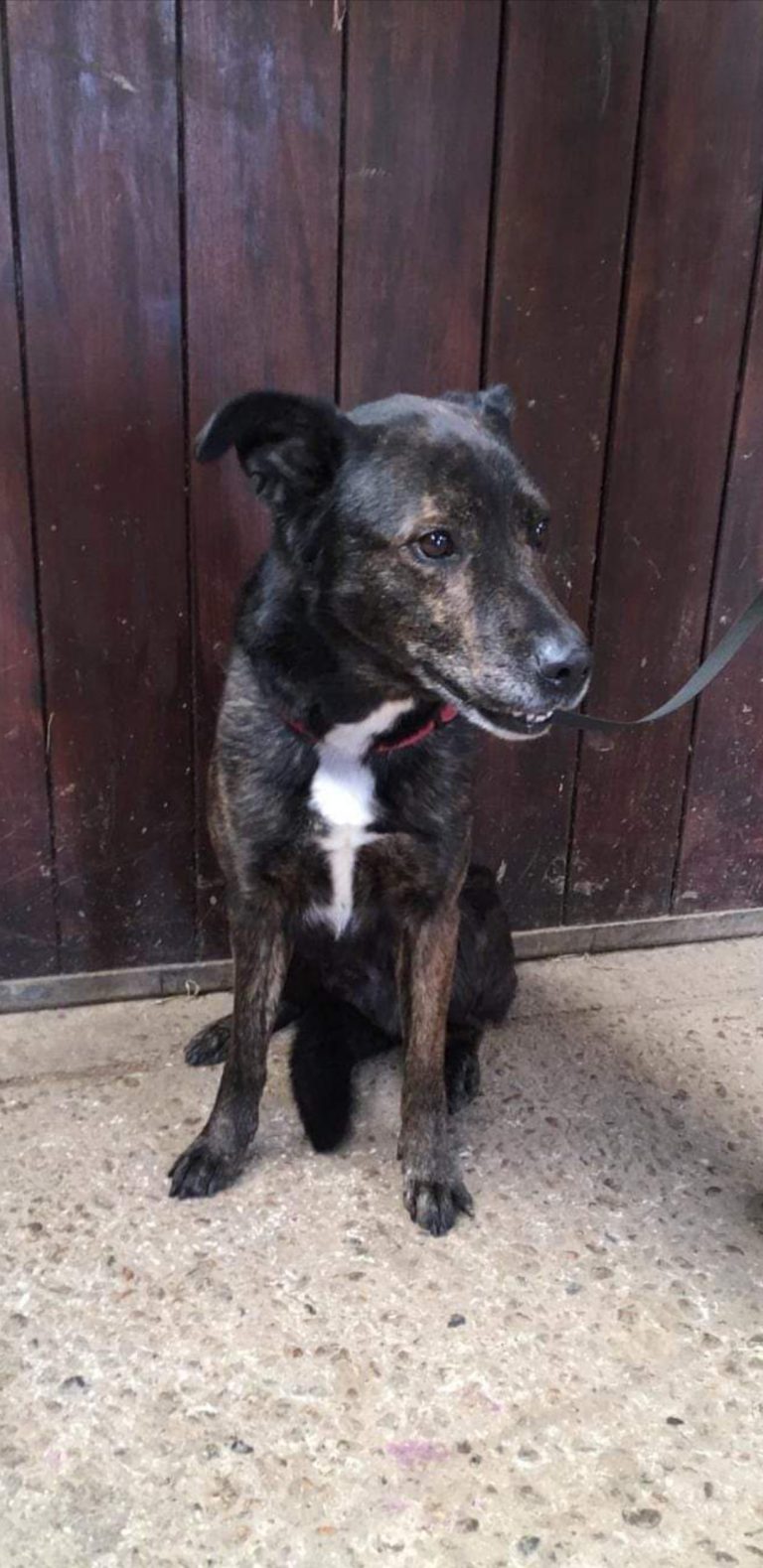 buddy frandhamkennels.co.uk