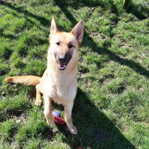 Anya- Approx 2 year old female Shepherd. Anya can be timid until she knows you then is a lively, affectionate girl. Can be vocal when excited (typical Shepherd!) She is getting better on the lead. Has met the children and other dogs and was fine. Would suit active home.