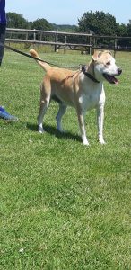 Jaz- Approx 4 year old female crossbreed. Jaz loves a fuss and a treat. She is strong on the lead but is getting better by the day. She is better with quiet dogs but has grumbled at lively barking dogs if they are coming towards her and she thinks they are going to jump on her.