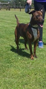 Molly- Approx 3 year old, female cross breed. Molly is medium sized and lively. She has been fine with other dogs but has not yet met the children or cats. She is going to need to continue her training on the lead but does settle once on the move.