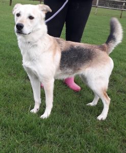 Husky lab x gsd - frandhamkennels.co.uk