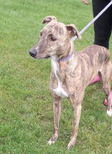 Bella- Approx 3 year old female, Lurcher. Bella has been good with everyone she has met so far including other dogs, she is not good with cats. She can be a little over excited on the lead but settles once on the move.