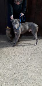 Blue- Approx 2 year old male, Staffi x Lurcher. Blue is a friendly dog who loves a cuddle and fuss. He can be strong on the lead to start with but fine once on the move. He has been good with other dogs and has met our children. He hasn't met the cat yet.